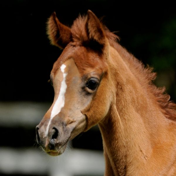 Close-up of a foal with a white stripe on its face.