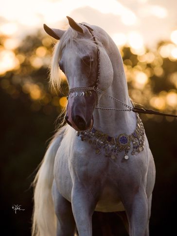Imperial Baaru
Imperial Baarez x Imperial Falaah