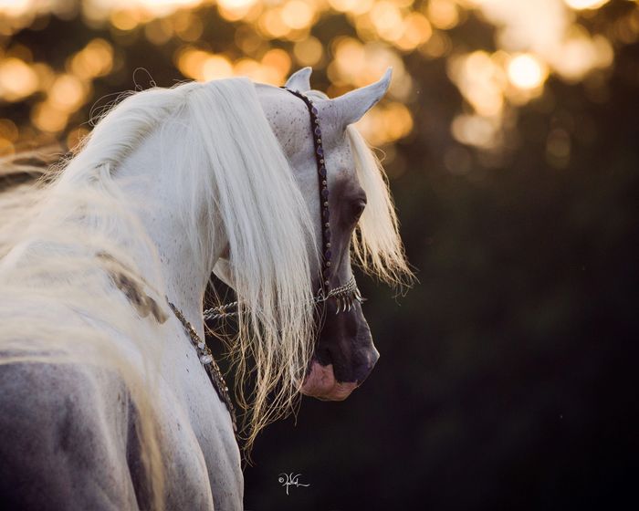 Close-up of a white horse with a dark horse in the background.