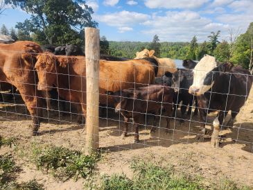 A group of cows behind a wire fence on a sunny day.