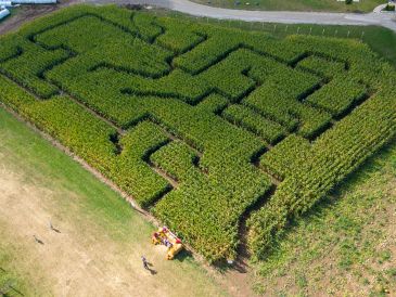 Aerial view of a corn maze on farmland with paths carved through tall corn stalks.
