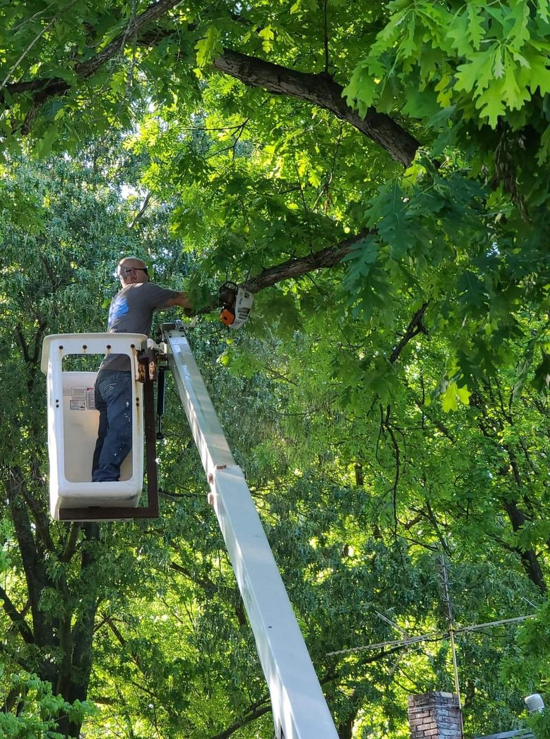 Professional tree removal service by C&S Property and Tree Solutions