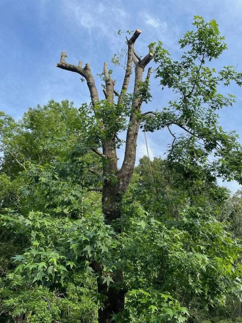 Professional tree trimming and pruning service for healthy tree growth