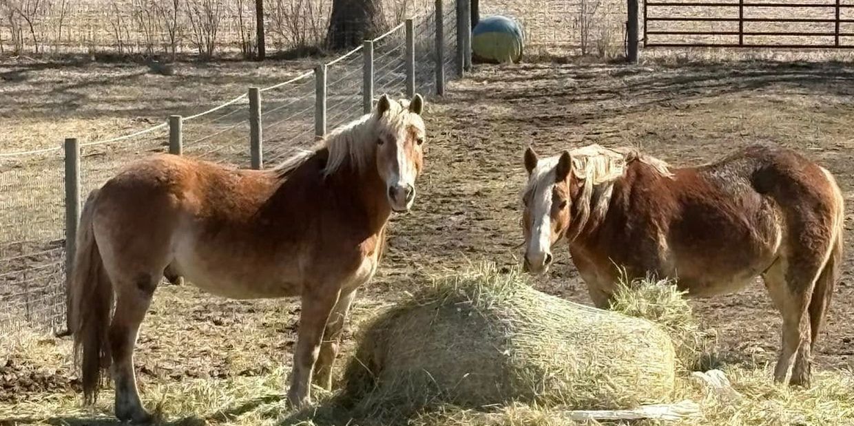 Check out our promotional video! of the farm!