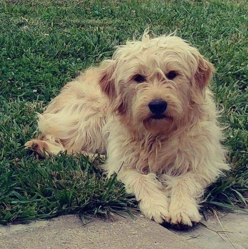 Small Country Doodles Goldendoodle Puppies Peculiar, Missouri