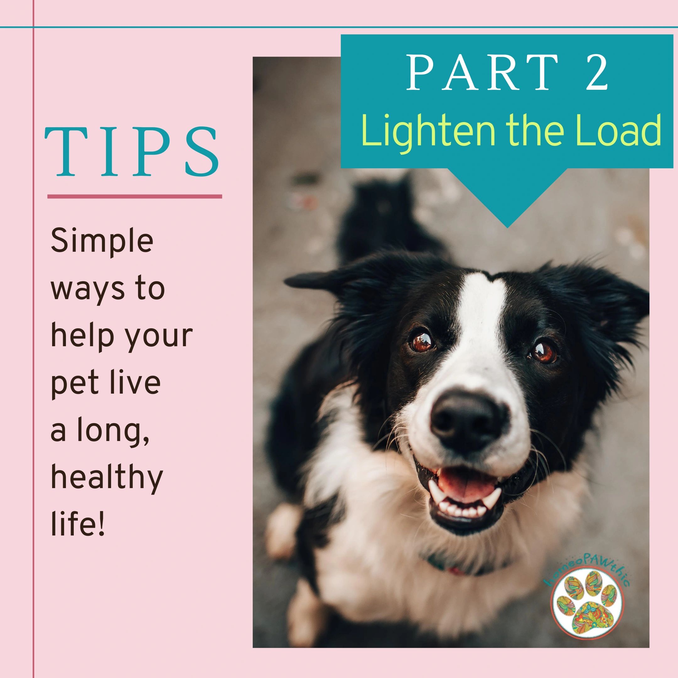 Do Dogs Live Longer Without Vaccines