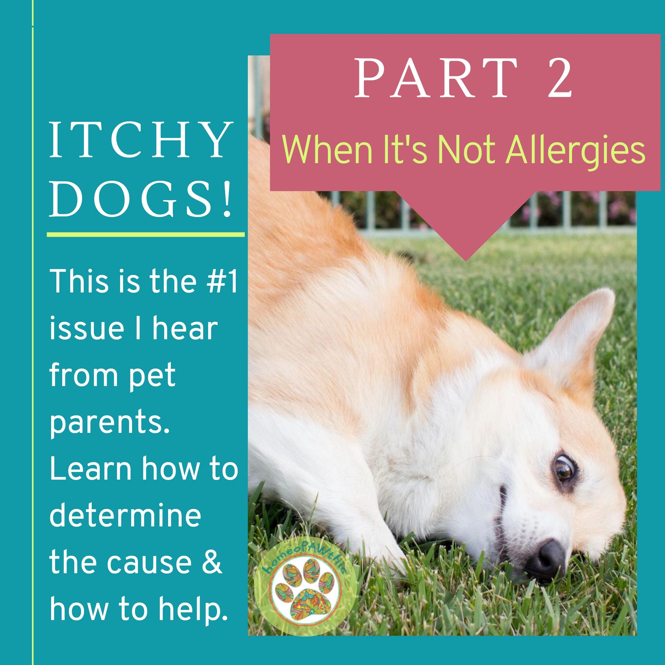 How To Get Rid Of Swimmer's Itch On Dogs