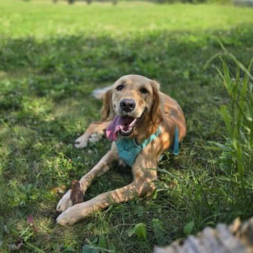 Golden retriever with blue harness lying on grass.
