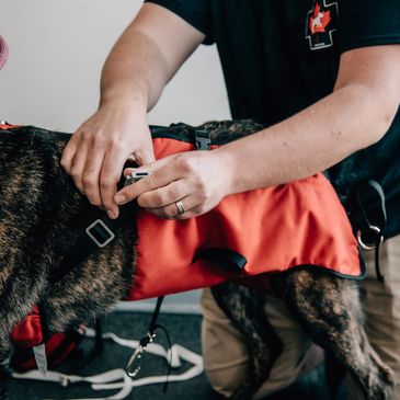 Person adjusting an orange dog jacket on a dog.
