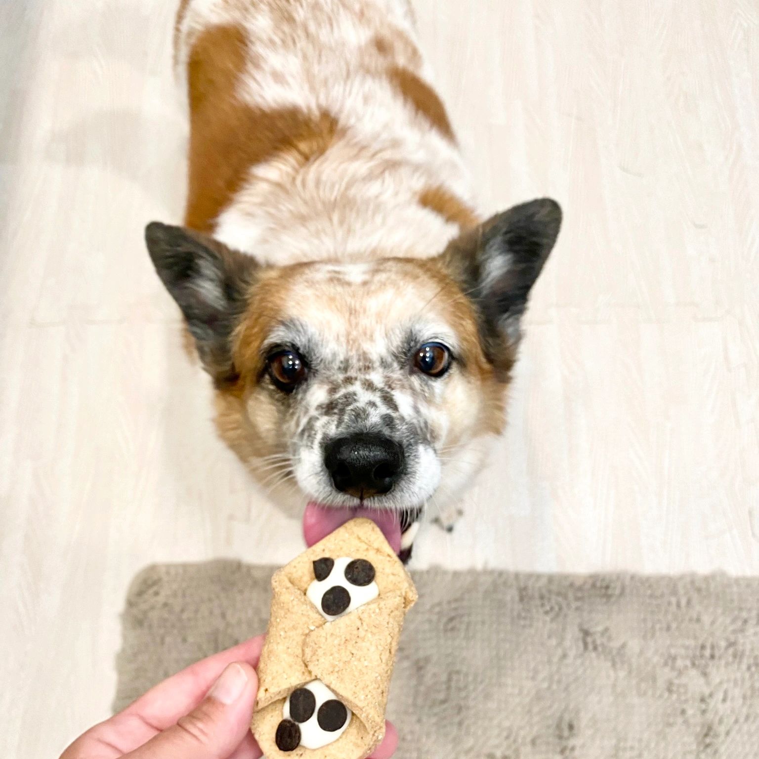 Howie eating a cannoli