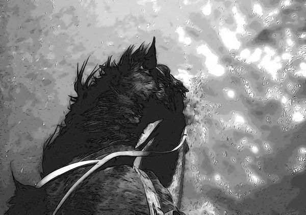 Top view of a horse's head near water, captured in a stylized black and white effect.