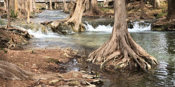 A serene creek with exposed tree roots and small waterfalls in a forest.