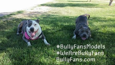 Supportive bully breed enthusiasts