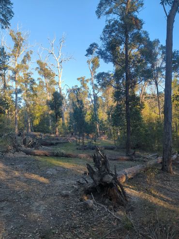 Sunlit forest with trees and fallen logs.