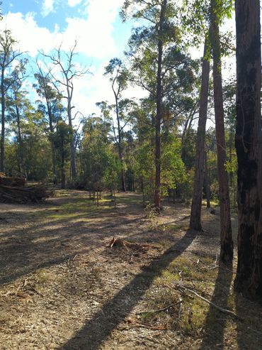 Sunlit forest clearing with tall trees casting long shadows.