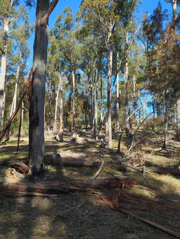 Sunny forest with tall eucalyptus trees.