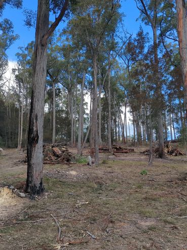 A forest clearing with tall trees and a blue sky.