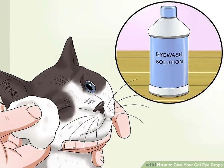 Kediler de Göz Damlası Uygulaması
