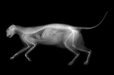 Veterinary Digital x ray