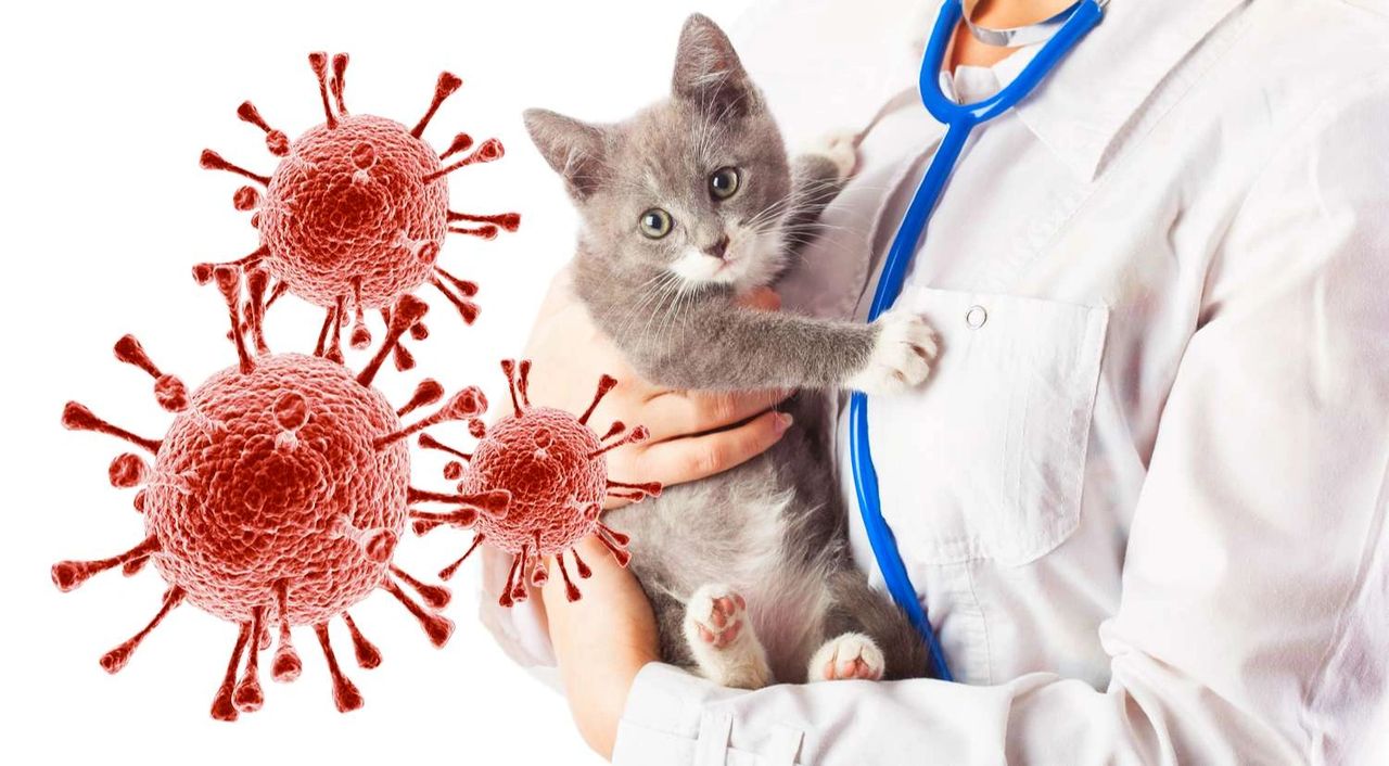 Kedilerde Viral Hastalık Testi (FeLV) (FIV) (FIP)