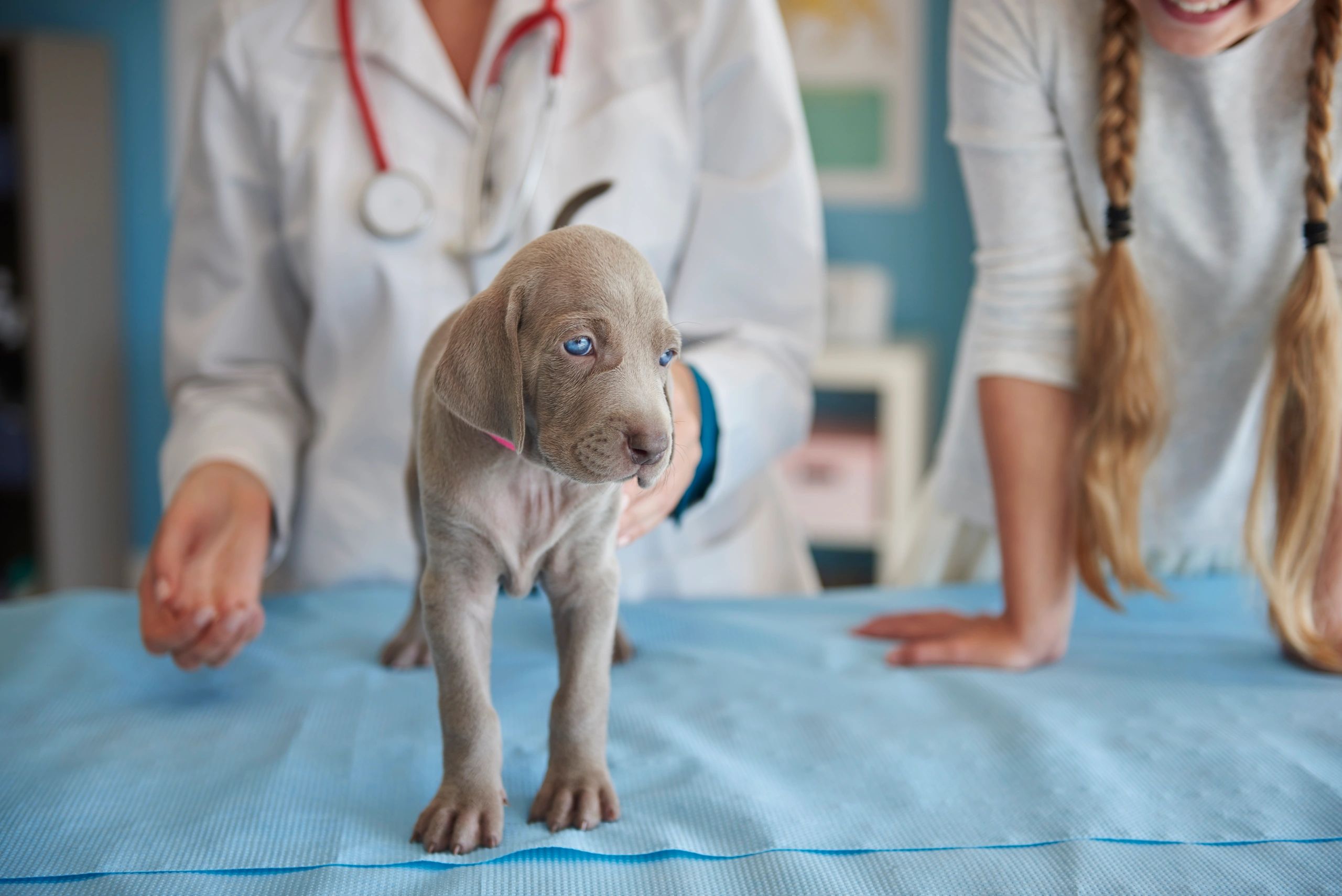 генетика и наследственные болезни собак и кошек. наследственные болезни породистых собак. наследственные болезни собак. генетические заболевания у собак. генетические болезни собак книга.