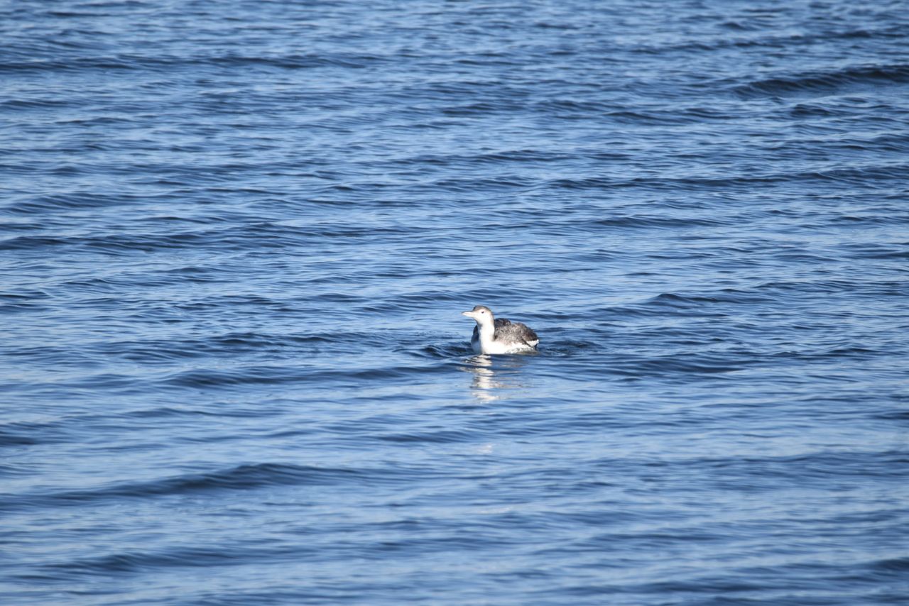 Common Loon!