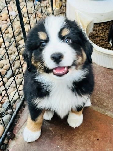 Mini Australian Shepherd Puppies for Sale - AP Ranch Mini Aussies