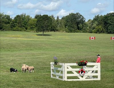 A man herding sheep with a dog in a grassy field.