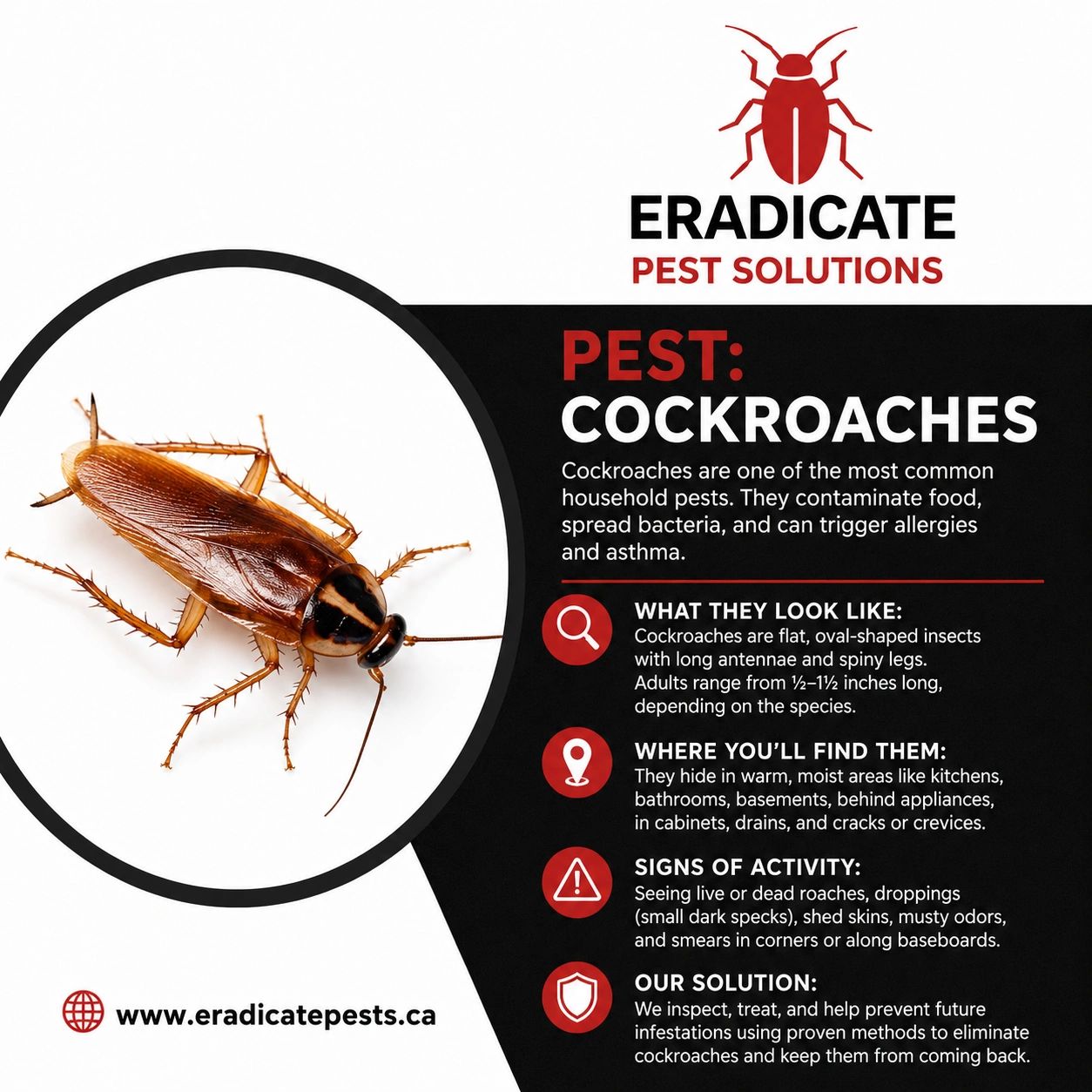 Informative pest control poster about cockroach identification and elimination.