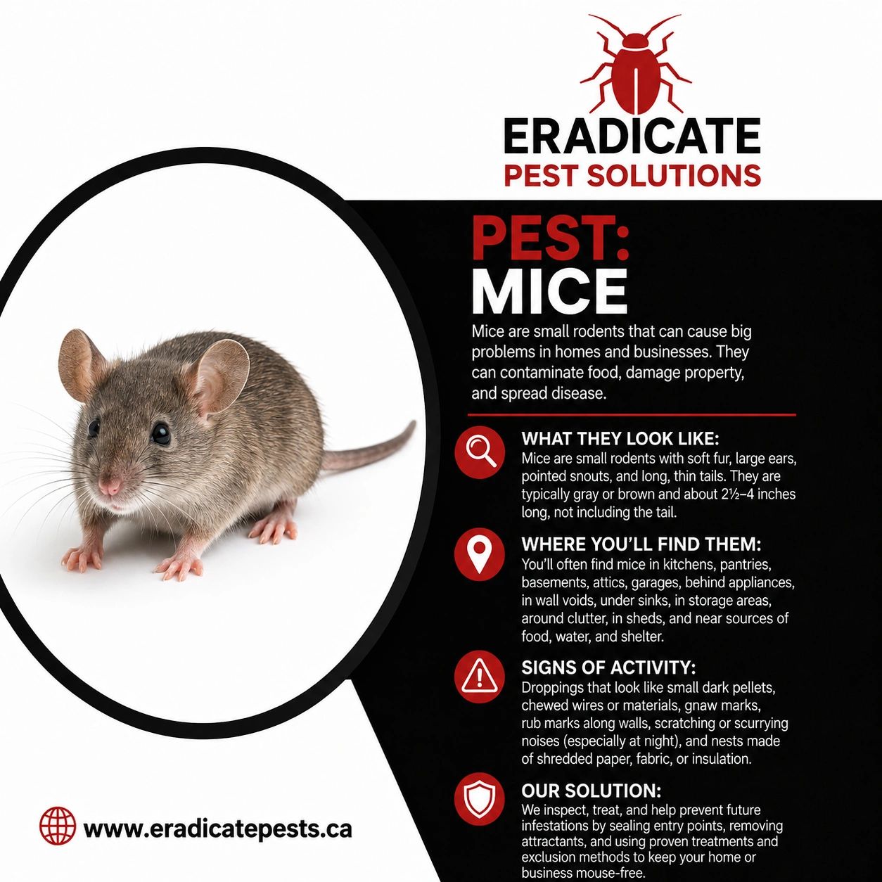 Magnified image of a mouse with info on pest control by Eradicate Pest Solutions.