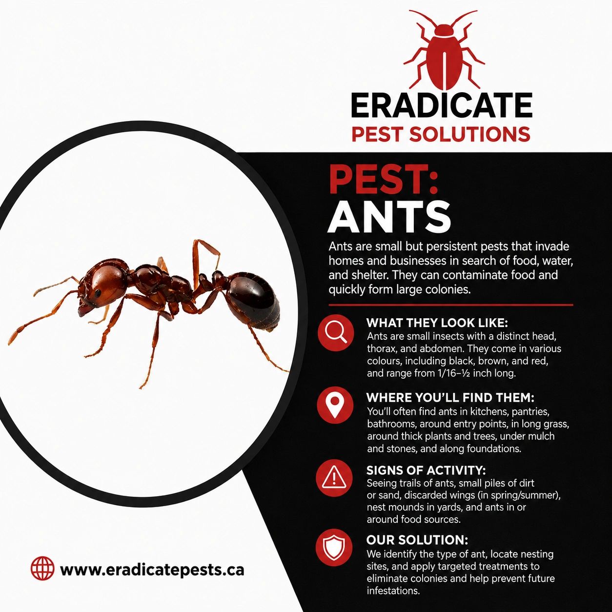 Informational poster about ants from Eradicate Pest Solutions.