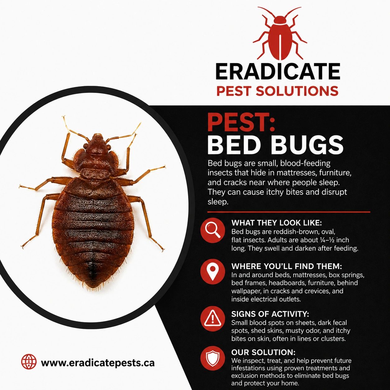 Informative poster about bed bugs and pest control solutions.