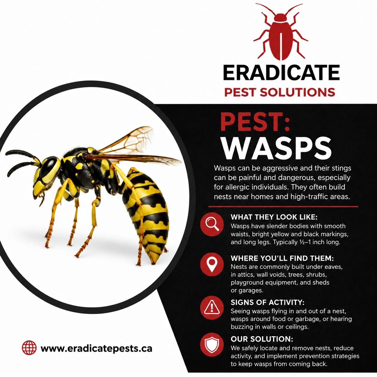 Informative pest control poster about wasps and their danger.