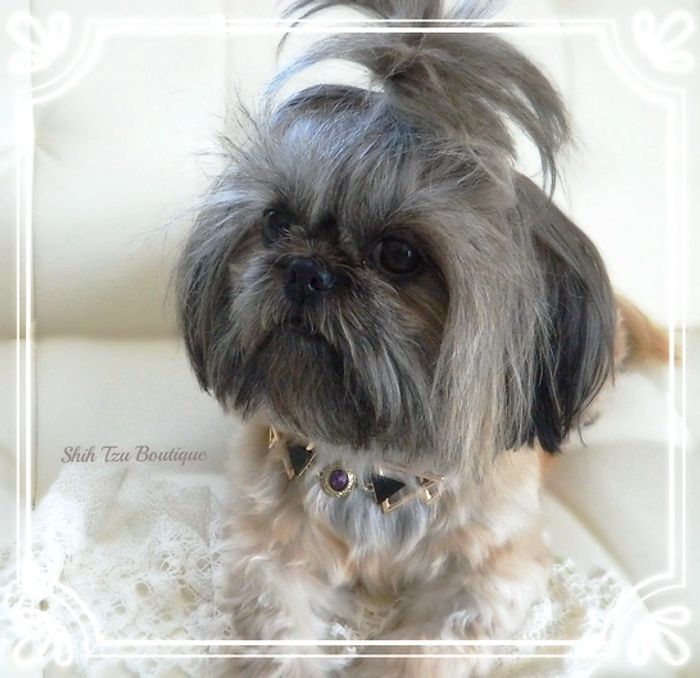 Shih Tzu with necklace