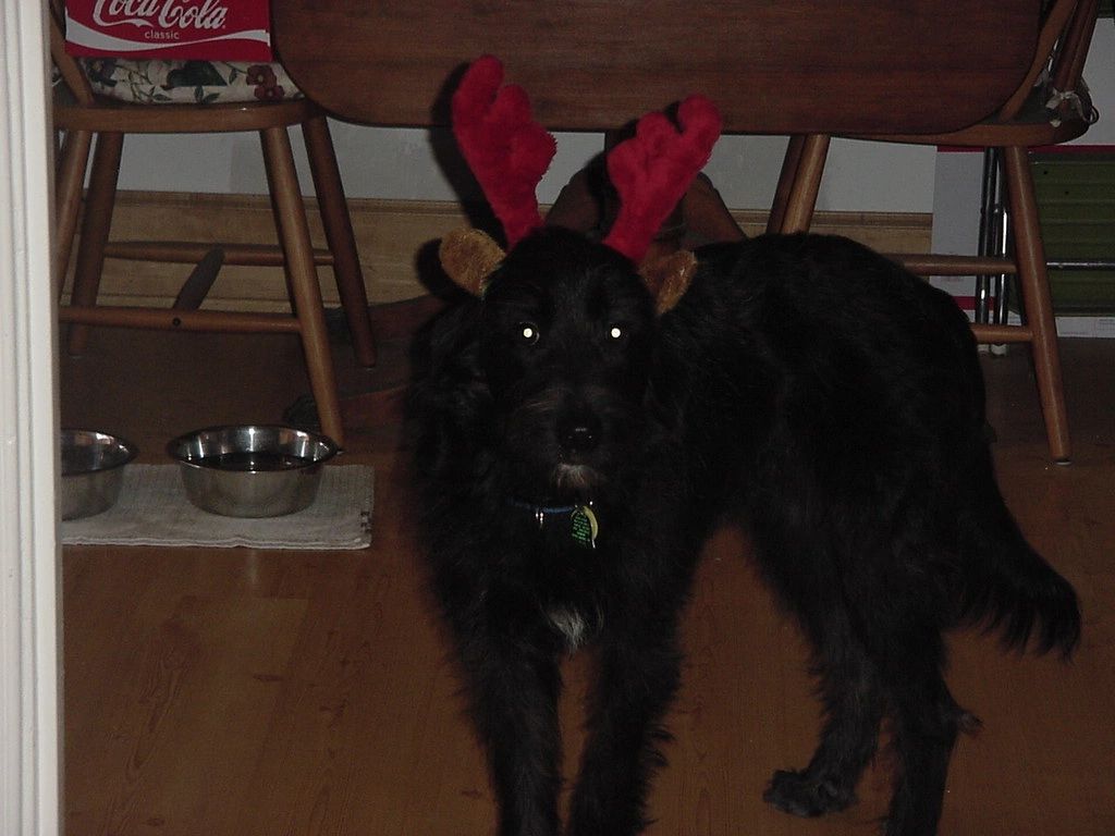 60_Antlers.JPG