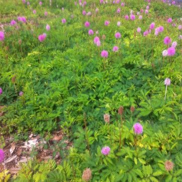 Mimosa strigullosia, Sunshine Mimosa, Florida Landscape Architect