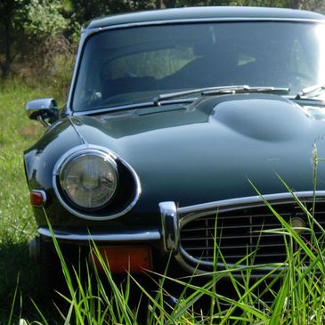 Jaguar in tall grass