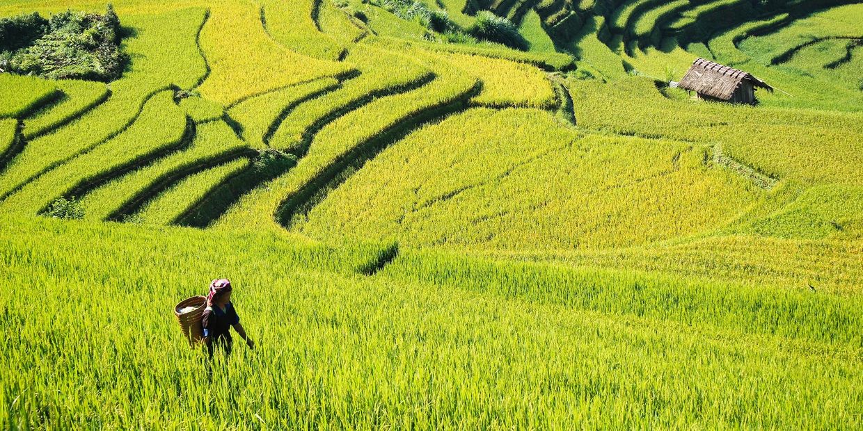 Rice terraces landscape photo tour Vietnam