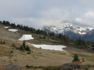 Photograph of mountain meadow with pine forest, snow-capped mountains and deer