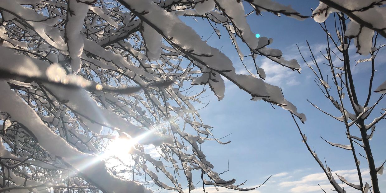 Snow-covered branches glisten under bright sunlight on a clear winter day.