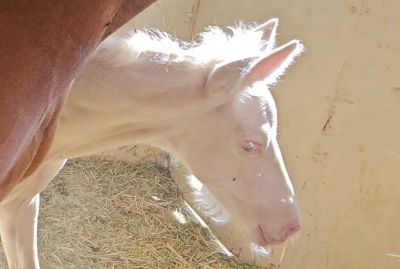 A white foal with blue eyes resting beside a brown horse.