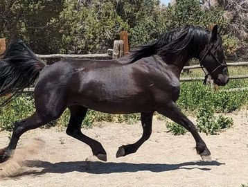 A black horse running outdoors on a sunny day.