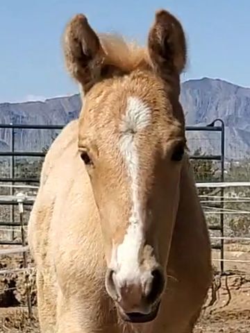 2023 Palomino colt IALHA registered