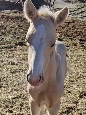 A young white foal standing on dry grass outdoors.