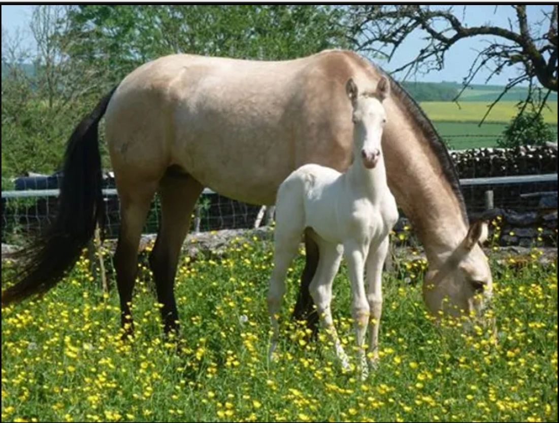 Pura Raza Espanola foals