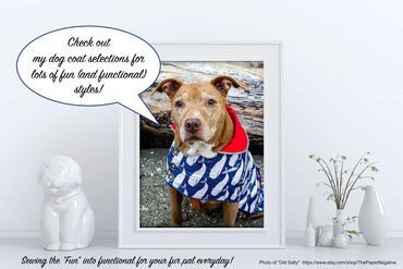 framed portrait of dog wearing a SublimeBirdy dog coat