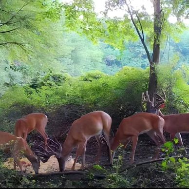 MaxRack deer mineral site used for wild game nutrition