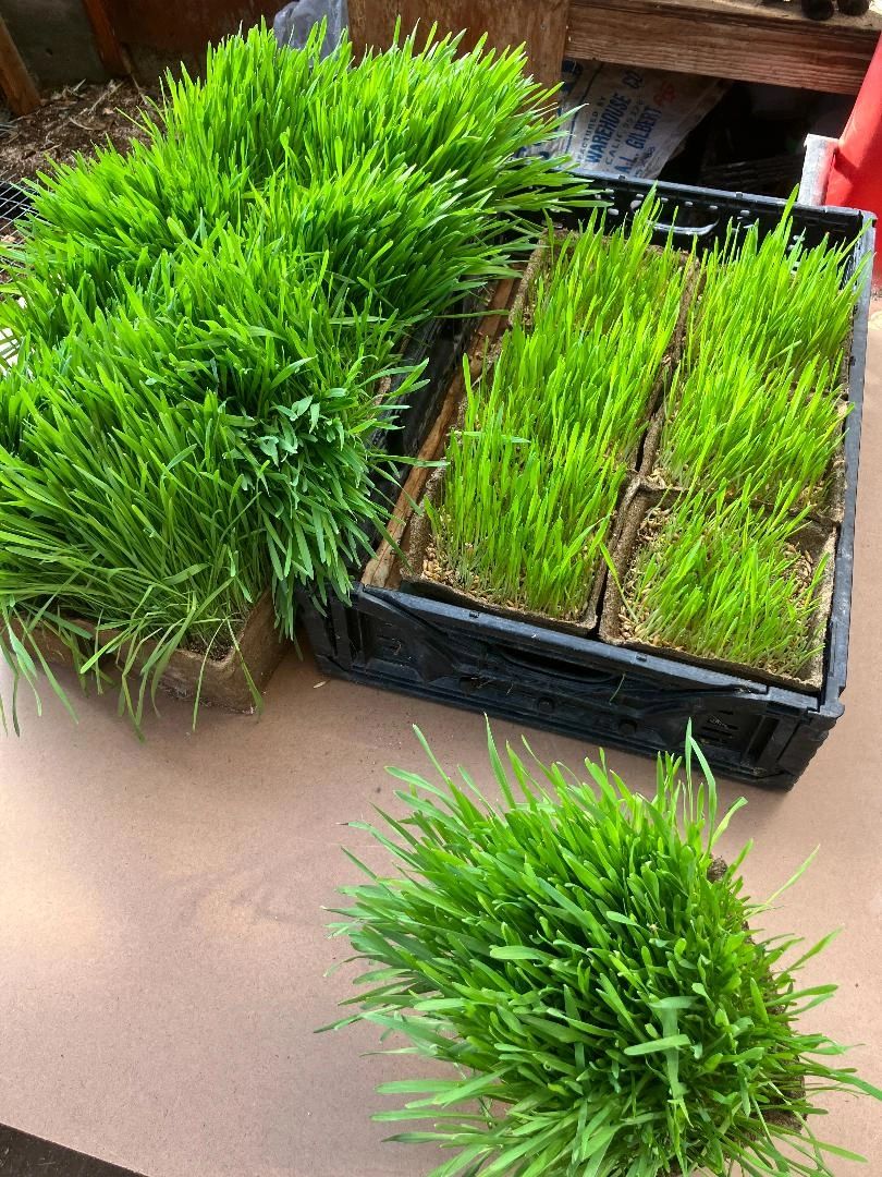 WHEATGRASS FLATS AND BLOCKS FOR JUICING AND FOR YOUR CATS.