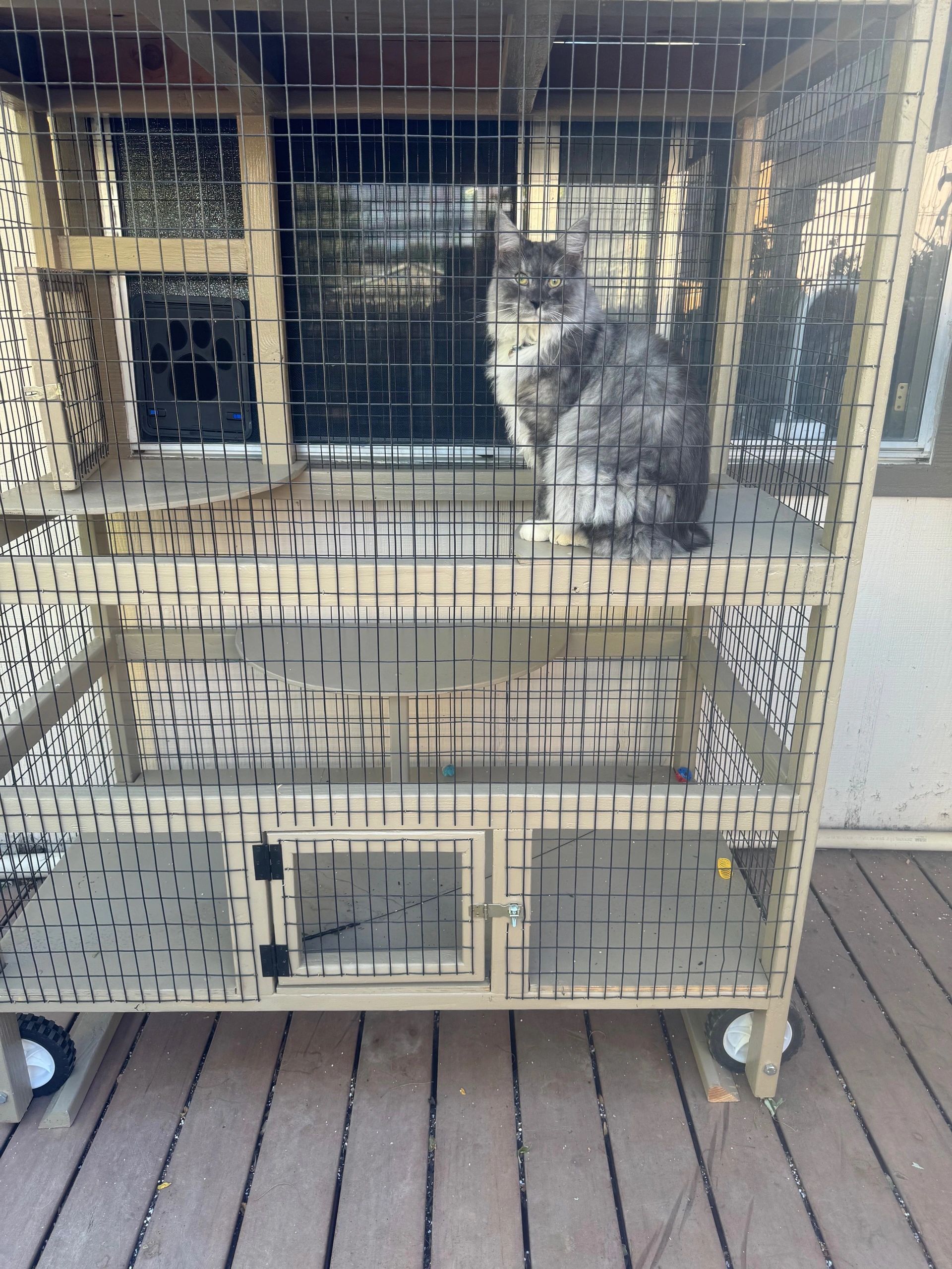 WILLIE SITTING IN HIS CATIO.  THIS LARGE MOBILE CATIO CAN BE MOVED TO A WINDOW GIVING THE CATS 