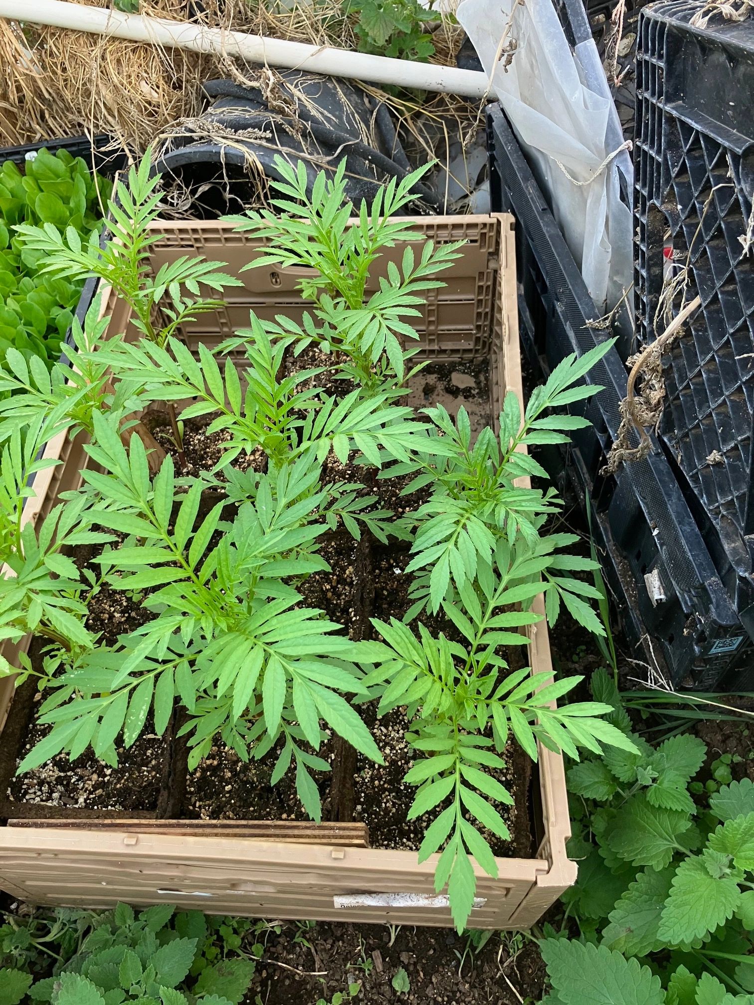 MARIGOLD FLOWERS READY FOR TRANSPLANTING.  THESE FLOWERS WILL EASILY TRANSPLANT INTO YOUR GARDEN.